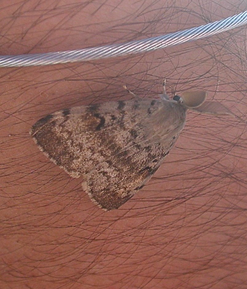Maschio di Lymantria dispar?  S !